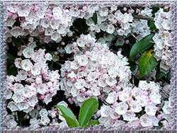Summer Laurels (Original photography)