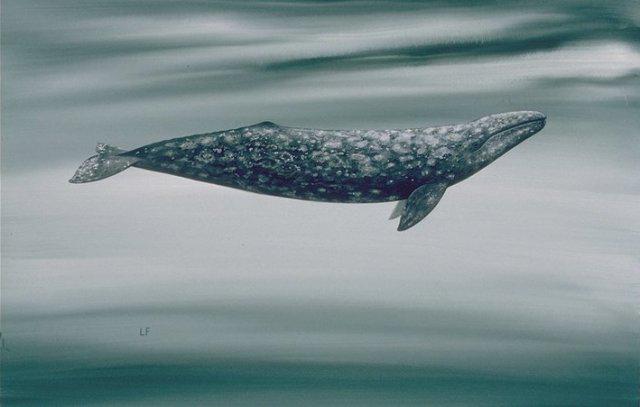 Gray Whale
