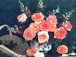 Peach Roses
