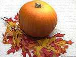 pumpkin.jpg 11.56 K