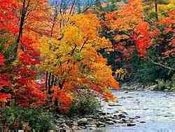 Simply beautiful autumn theme by Kerry Mero. Autumn trees in their full glory with a flowing rock strewn stream. Includes all standard theme elements.